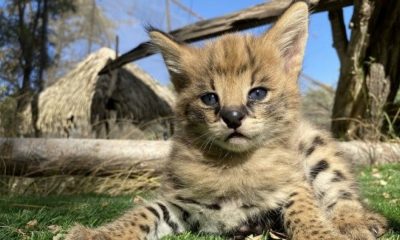 Buin Zoo contará con el hospital veterinario más grande de Latinoamérica