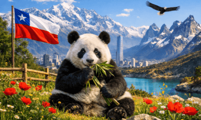 Un panda en un paisaje Chileno